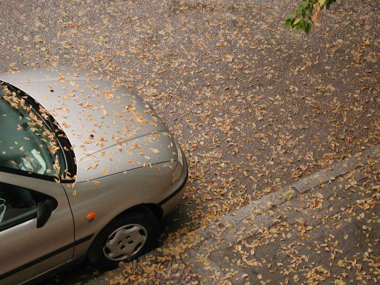 le foglie autunnali possono rovinare la tua auto in svariati modi